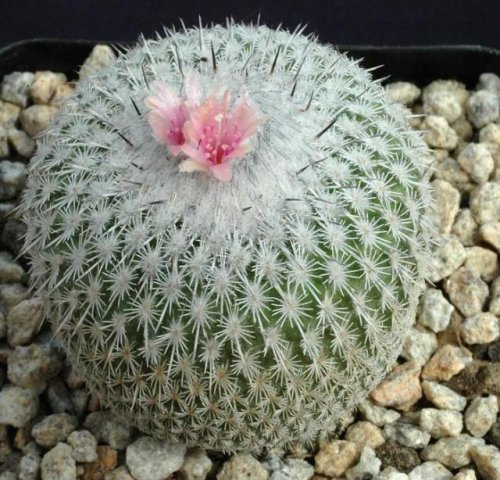 Epithelantha_micromeris_8